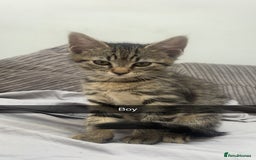 Mixed Breed cats for sale: 3 kittens urgently looking for new home  - Image 6
