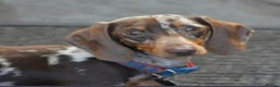 Miniature Dachshund dogs for stud: pra clear chocolate dapple stud boy in Southport - Advert 3