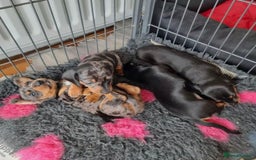 Miniature Dachshund dogs for sale: SWEET STUNNING MINIATURE DACHSHUND PUPPIES - Image 6