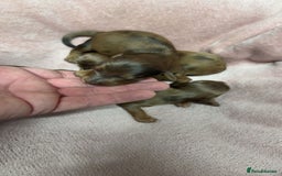 Miniature Dachshund dogs for sale: Miniature long haired dachshund puppies  - Image 5