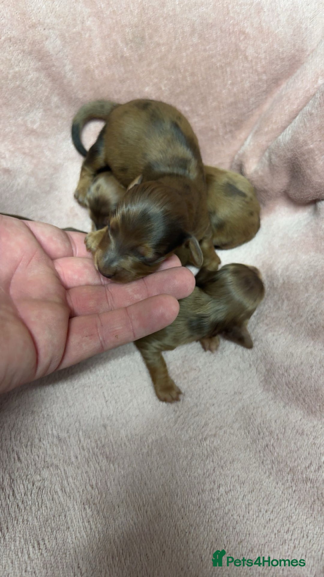 Miniature Dachshund dogs for sale: Miniature long haired dachshund puppies  - Image 5