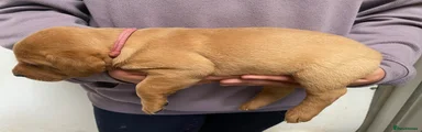 Labrador Retriever Puppy 4