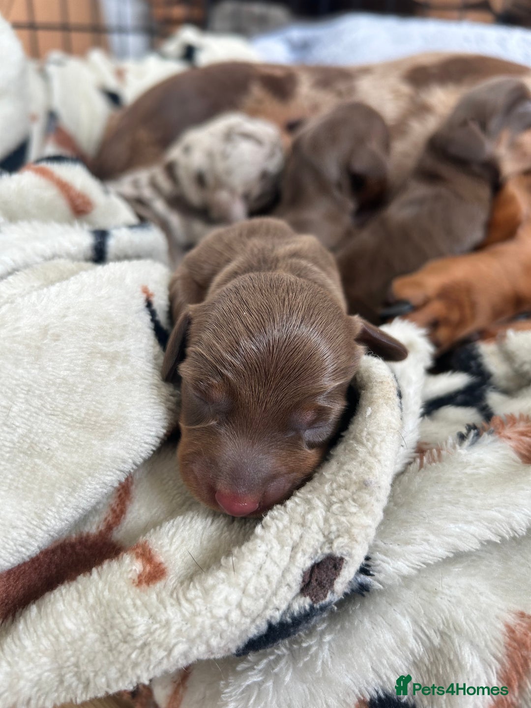 Dachshund dogs for sale: BEAUTIFUL Miniature Dachshund's  - Image 4
