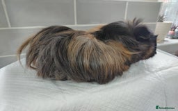 Guinea Pig rodents for sale: Herd of Guinea Pigs - Image 7