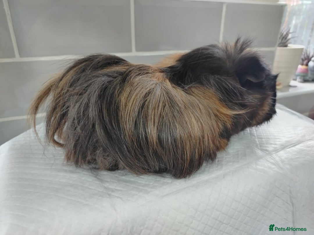 Guinea Pig rodents for sale: Herd of Guinea Pigs - Image 7
