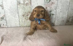 Cocker Spaniel dogs for sale: Adorable Kc reg Cocker pups - Image 11