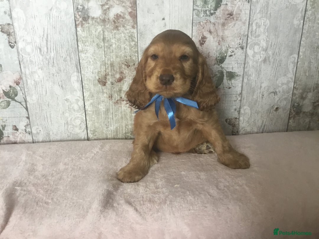 Cocker Spaniel dogs for sale: Adorable Kc reg Cocker pups - Image 11
