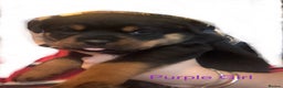 Rottweiler dogs for sale: **7 Pure Breed Rottweiler puppies** - Advert 8