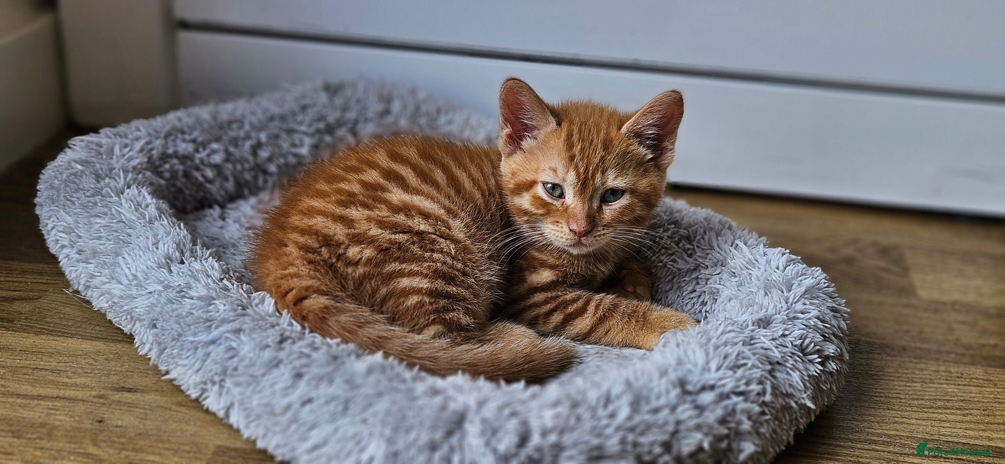 Mixed Breed cats Gorgeous ginger girl looking for forever home - Advert 2