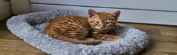 Mixed Breed cats for sale: Gorgeous ginger girl looking for forever home - Advert 1