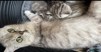 British Shorthair cats - Advert 11