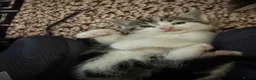 British Shorthair cats for sale: Kitten’s  in Darlington - Advert 25