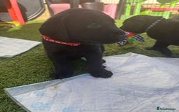 Labrador Retriever dogs for sale: Stunning black Labrador puppies  - Image 3