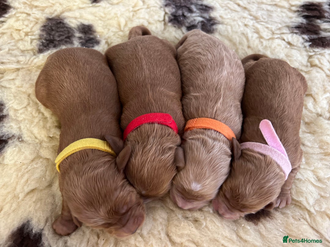 Cockapoo dogs for sale: F1 Cockapoos from health tested parents  - Image 5