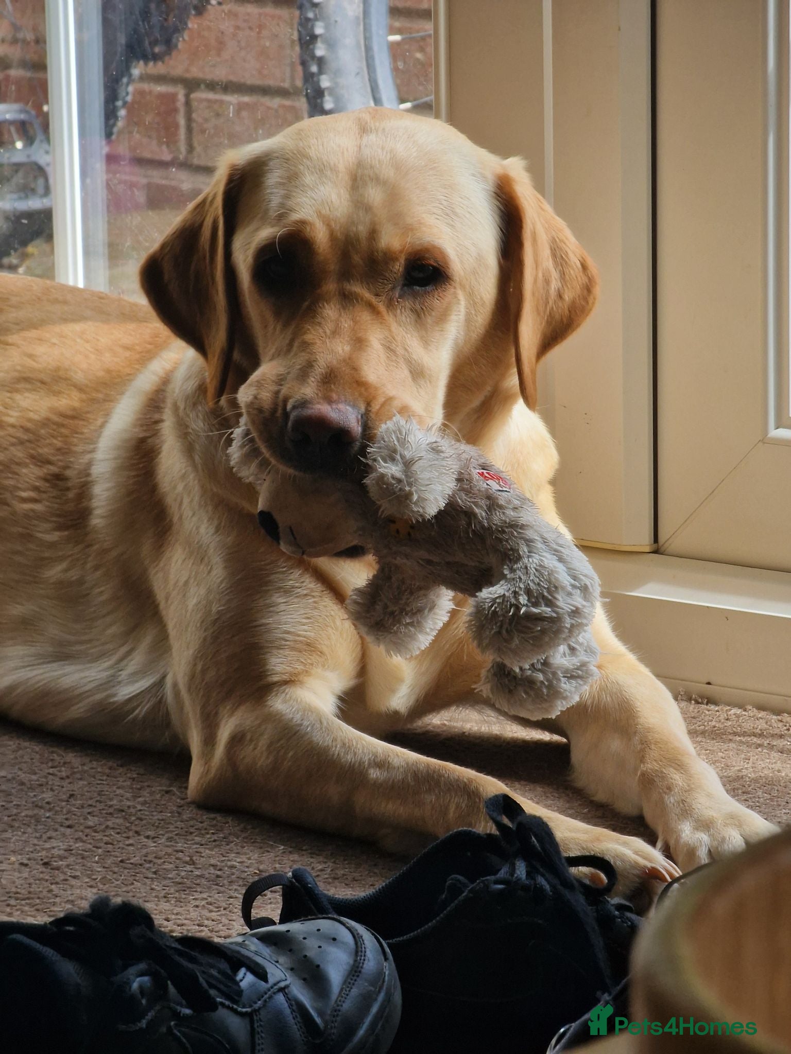 Labrador Retriever dogs Labradour Female  - Advert 1
