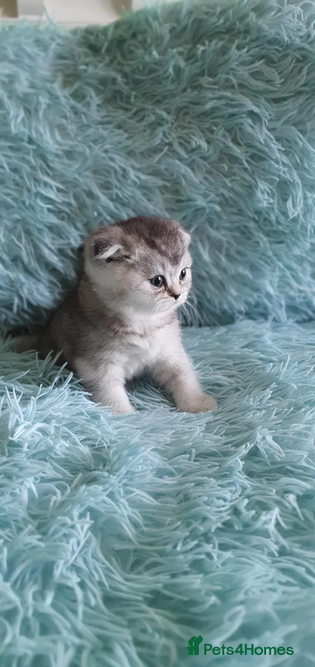 Scottish Fold cats for sale: Scottish fold for sale - Advert 29