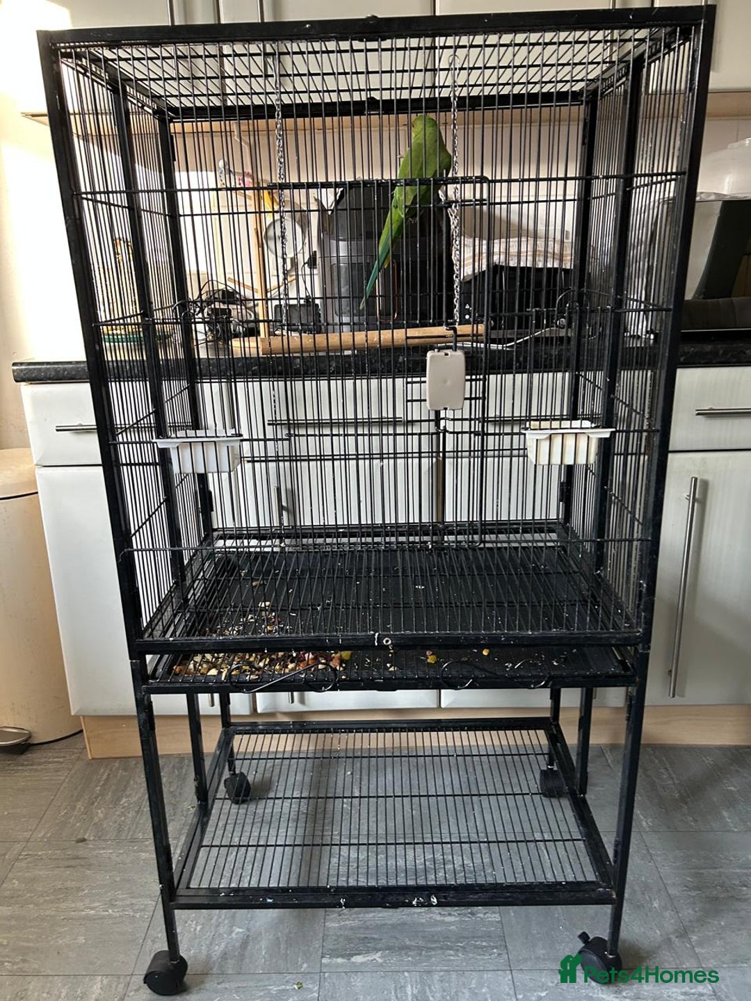 Parrots birds for sale: Parrot  - Image 1