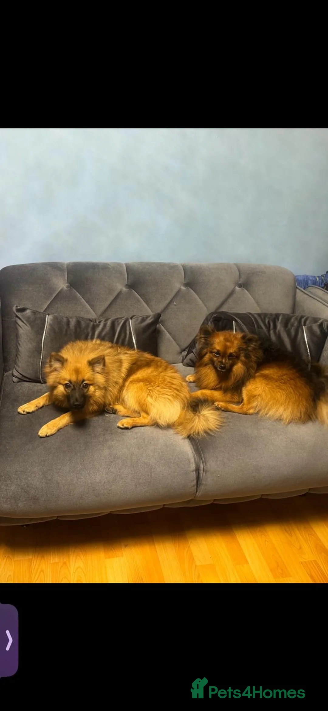 Pomeranian dogs for sale: Two Pomeranians for sale (together)  - Advert 2