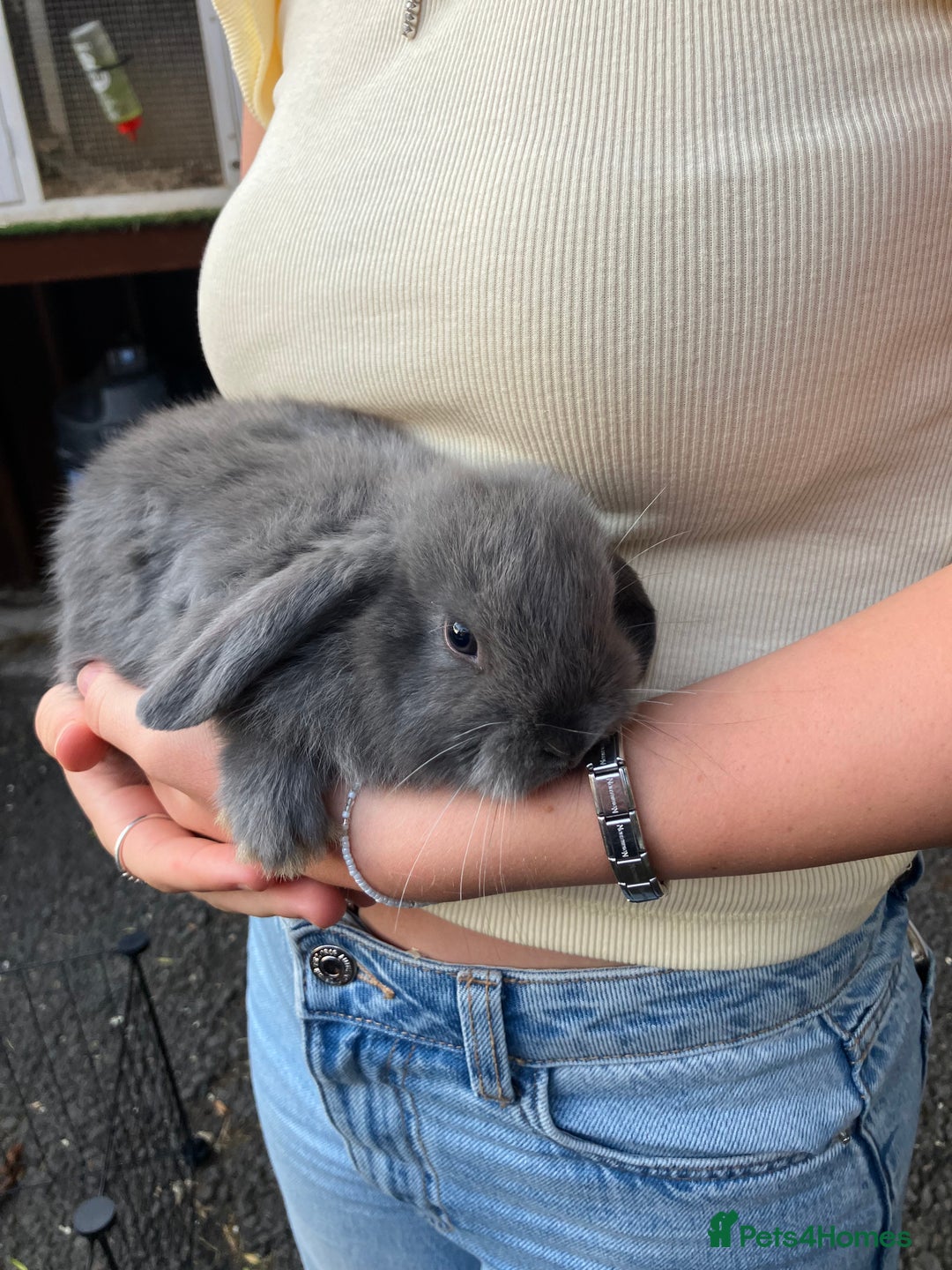 Mini Lop rabbits for sale: Beautiful mini lop bunnies - Image 12