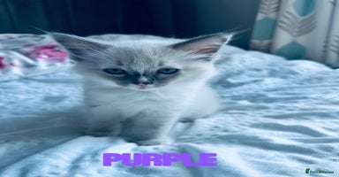 Ragdoll cats - Advert 8