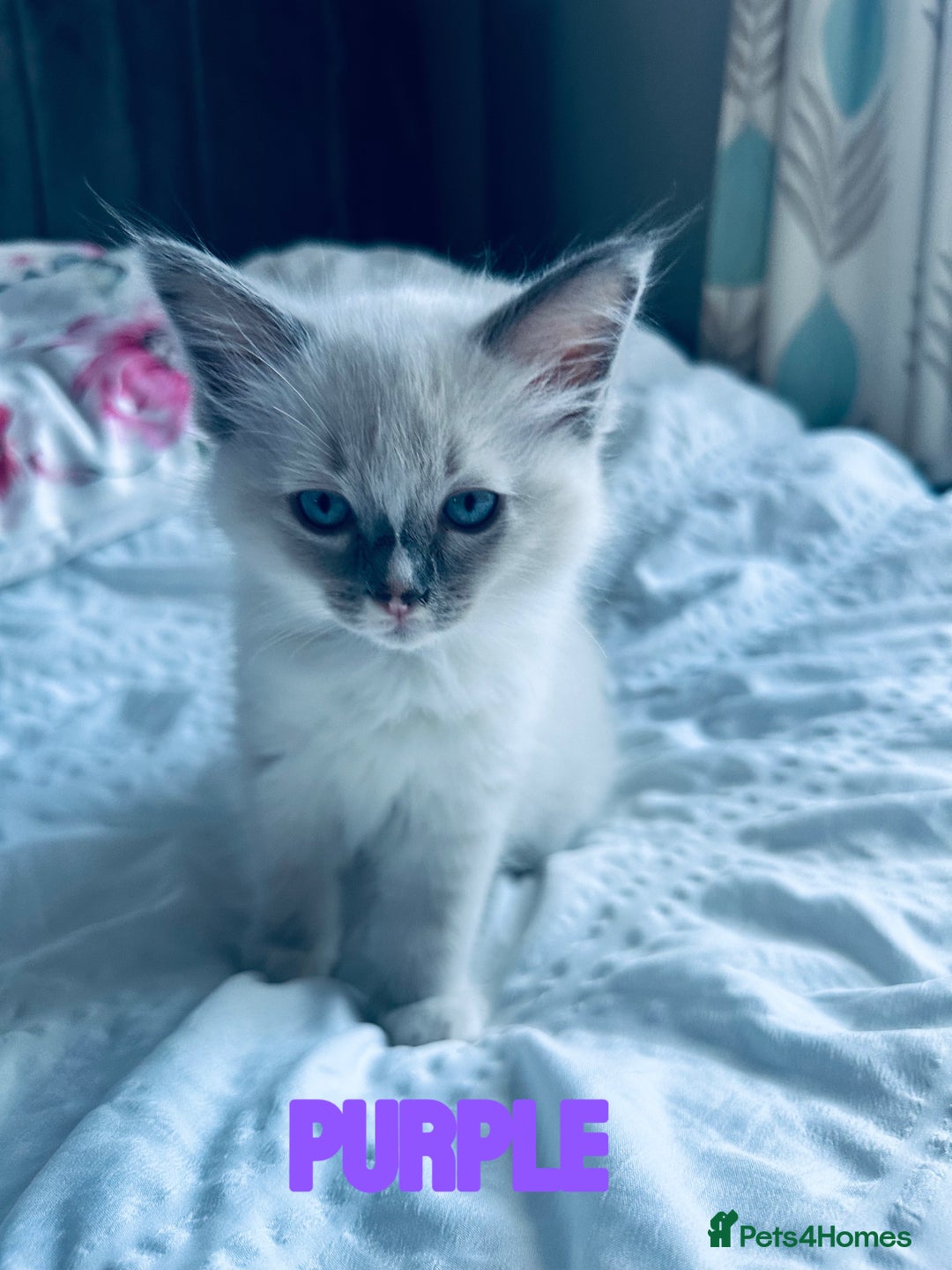 Ragdoll cats for sale: 4 Adorable kittens for sale 🩵🩵 - Image 2