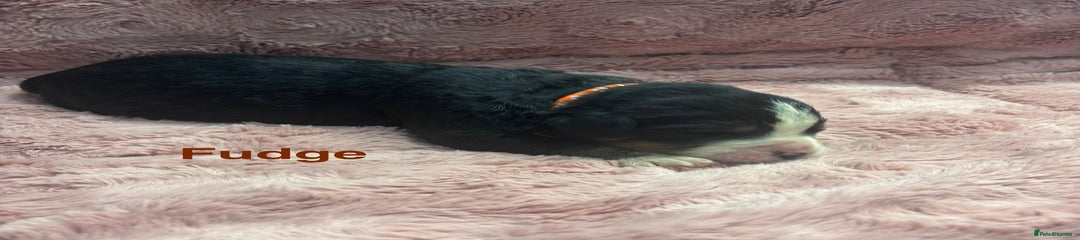 Bernese Mountain Dog Puppy 8