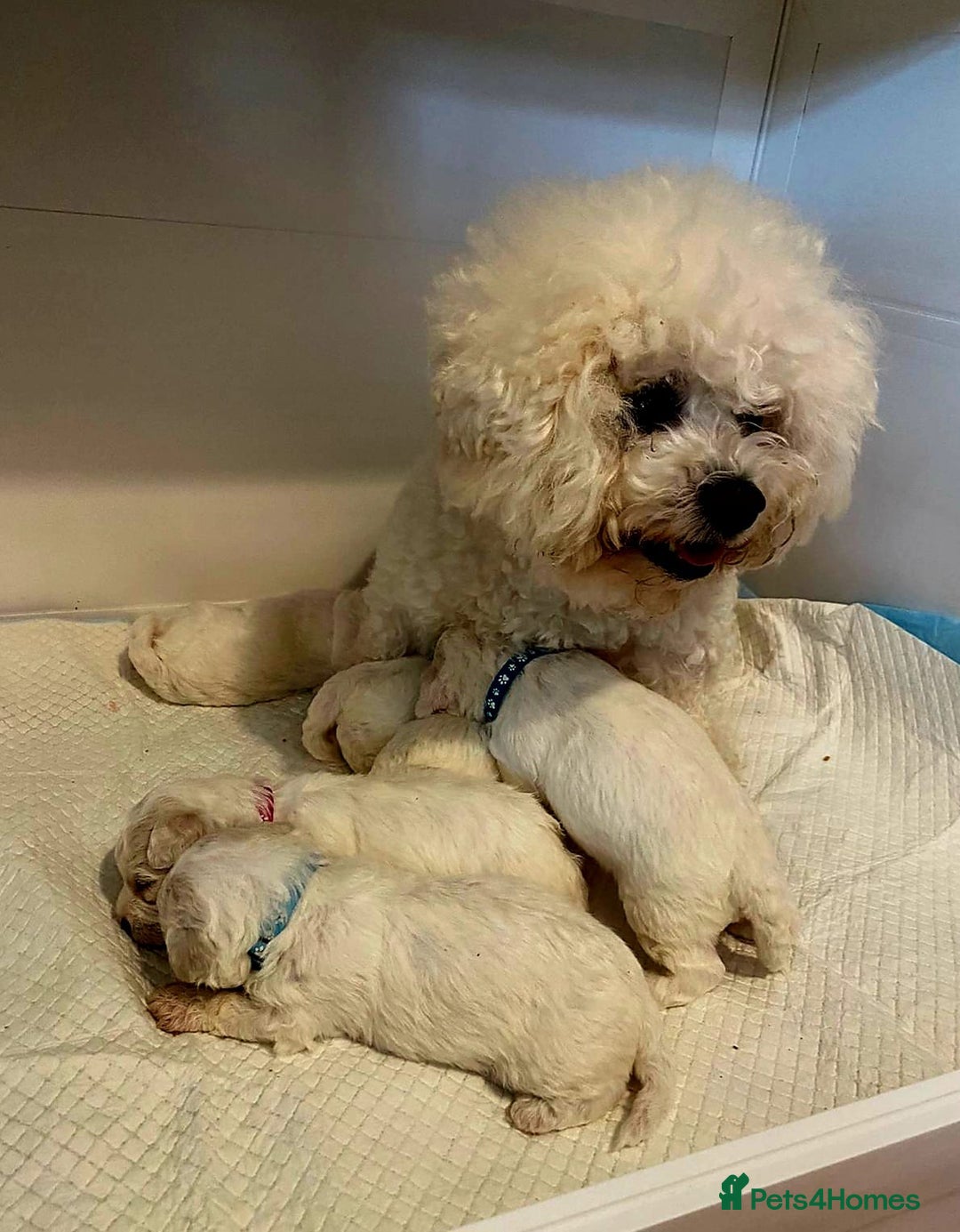 Cavapoo dogs for sale: Cavapoo puppies - Advert 2