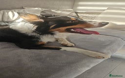 Border Collie dogs for sale: Jasper🐾 1 year old border collie. - Image 3