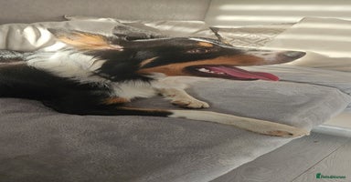 Border Collie dogs - Advert 2