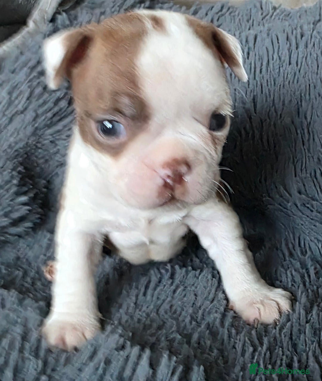 Boston Terrier dogs for sale: Stunning KC Reg Boston Terrier last girl left - Advert 27