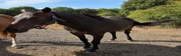 English Thoroughbred horses for sale: Stunning 4yr old Thoroughbred Mare  - Advert 3