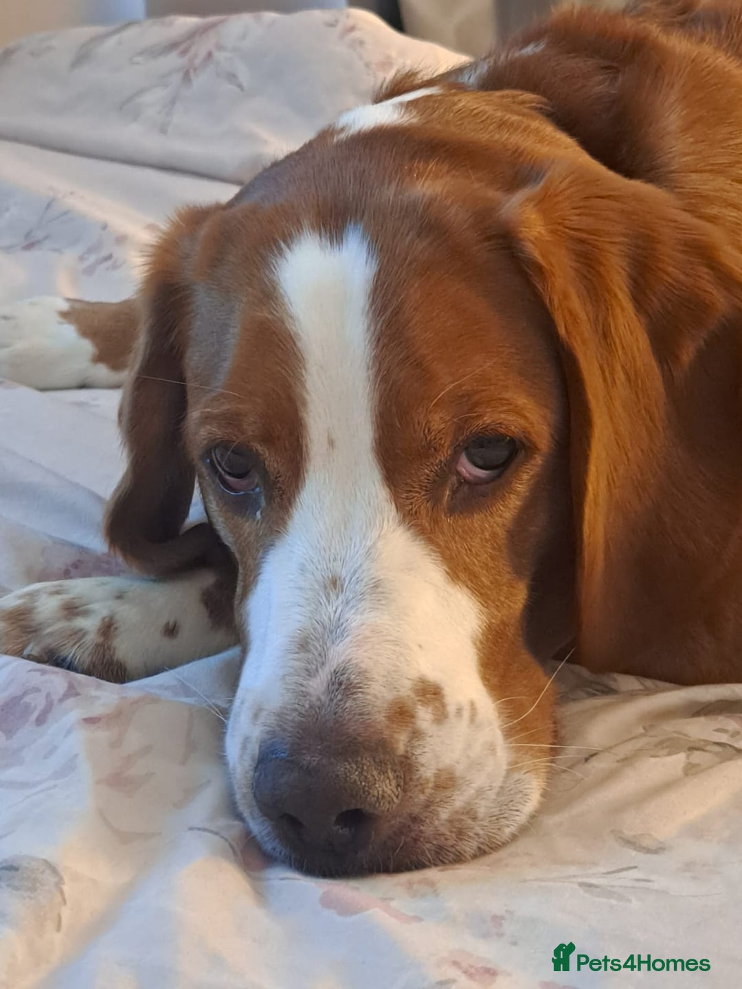 Bocker dogs for sale: Beautiful 6 year old Bocker - Advert 8