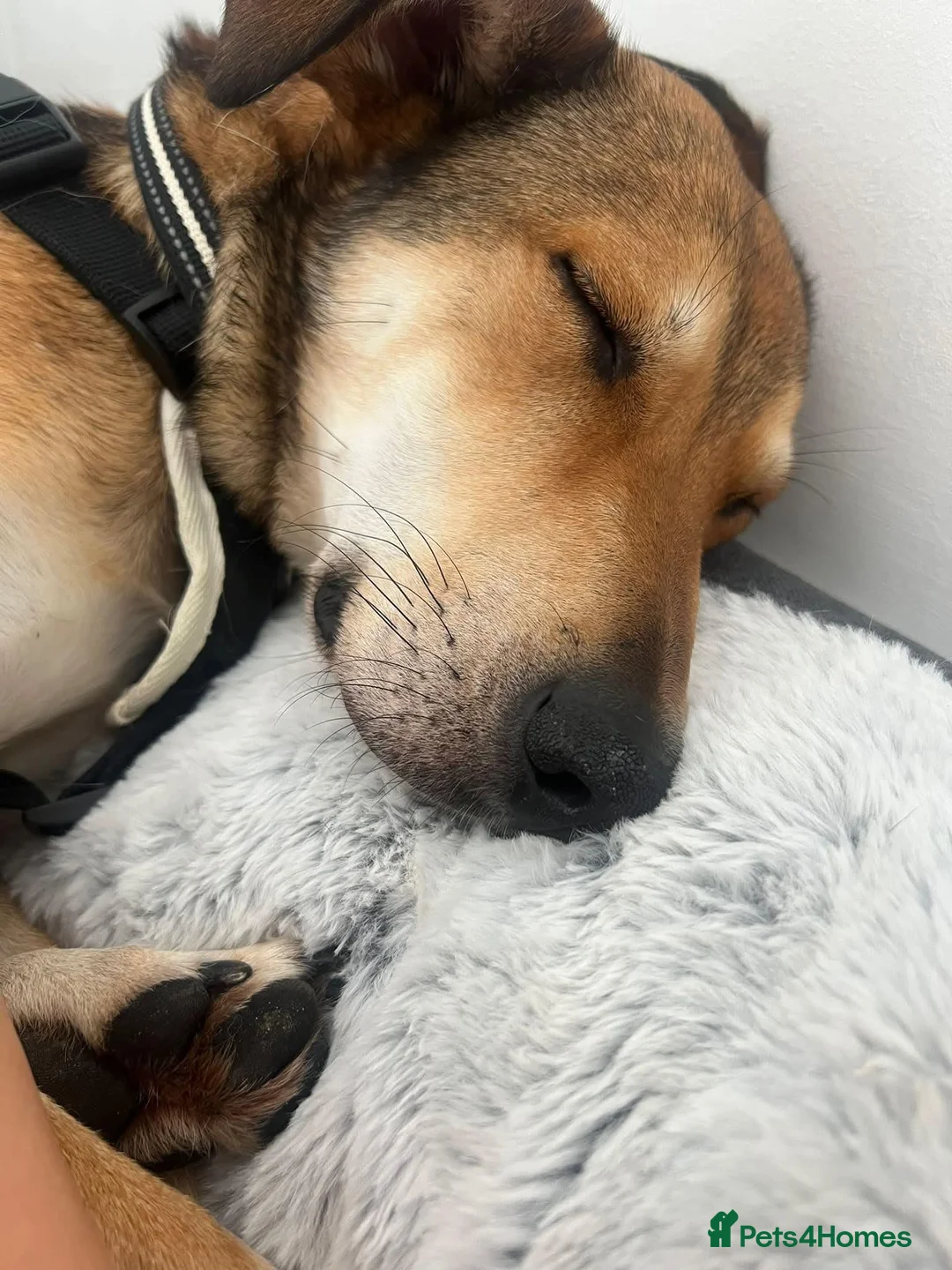 Mixed Breed dogs for adoption: Meet Barney, currently residing in Cheshire  in Nantwich - Advert 2