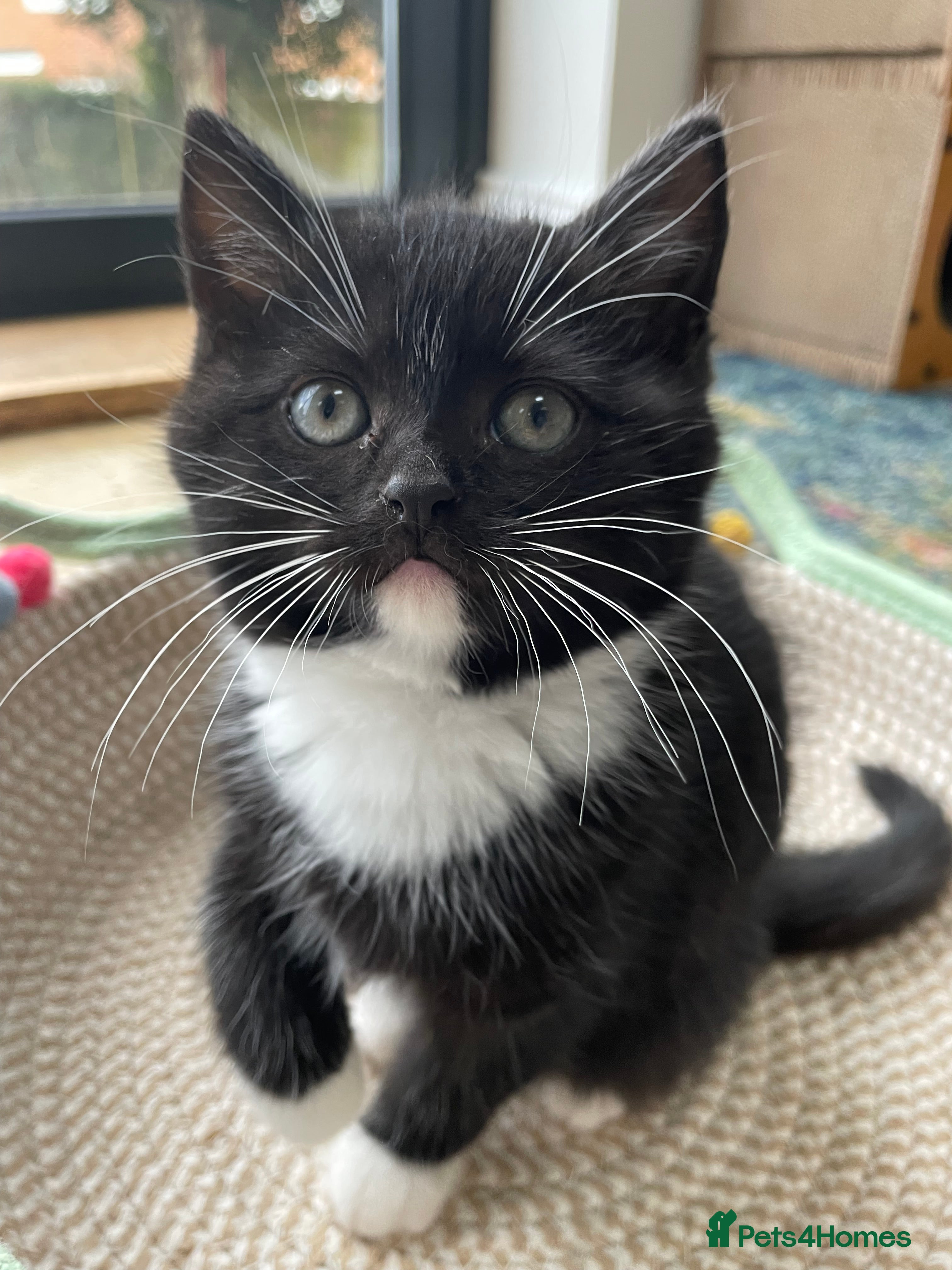 British Longhair cats Beautiful female British short hair  - Advert 10