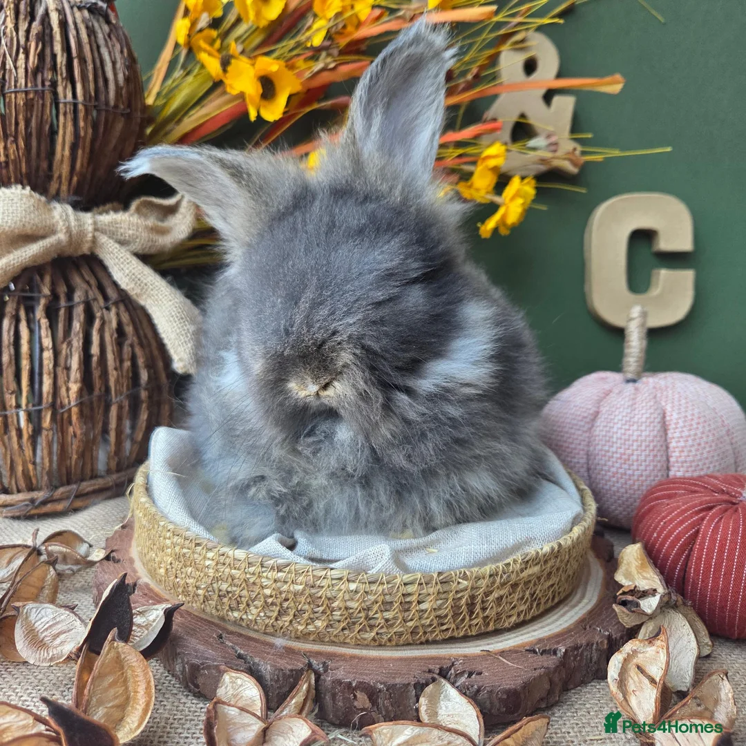Angora rabbits for sale: English Angora Babies - Advert 11