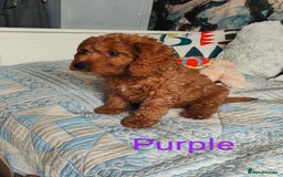 Cockapoo dogs for sale: Cockapoo - Image 1