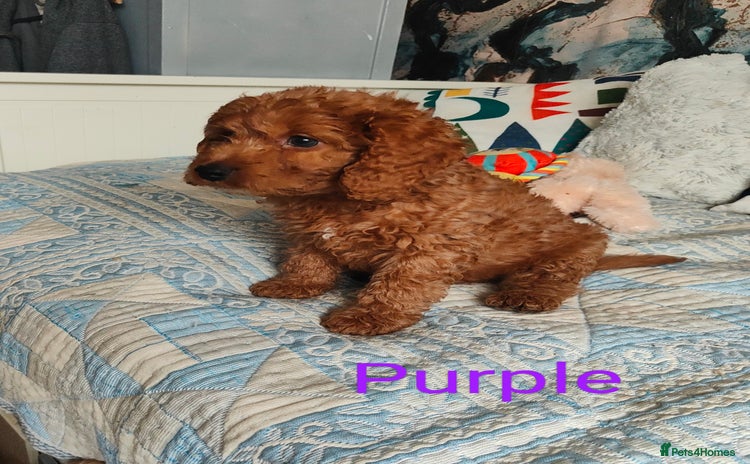 Cockapoo dogs - Advert 4