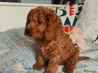 Cockapoo dogs - Advert 4
