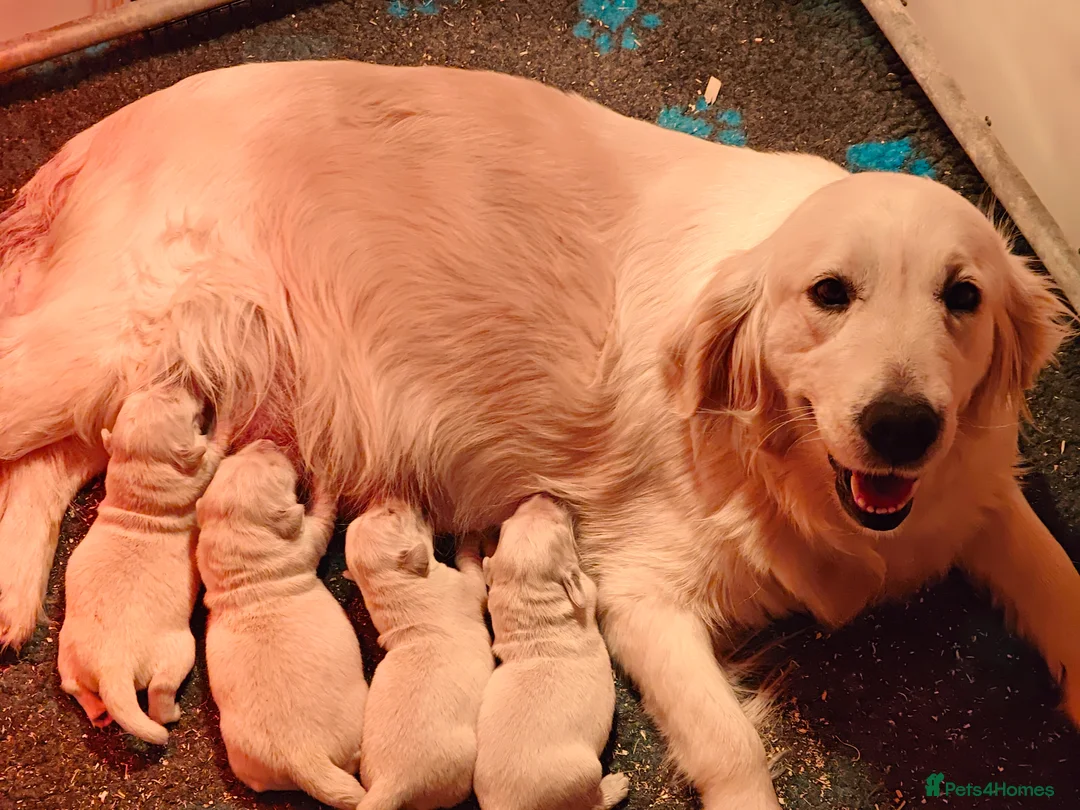 Golden Retriever dogs for sale: Gorgeous English Cream Golden Retriever Puppy's 🐾 - Advert 13