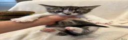 Mixed Breed cats for sale: Adorable Bengal Mix Kittens  - Advert 6