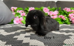 Mini Lop rabbits for sale: Stunning litter of 5 MINI LOPS ready to reserve  - Image 6