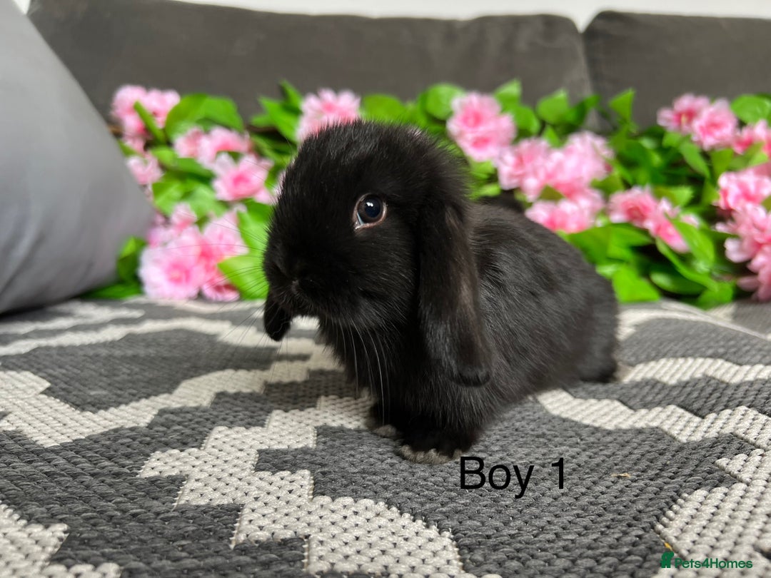 Mini Lop rabbits for sale: Stunning litter of 5 MINI LOPS ready to reserve  - Image 6
