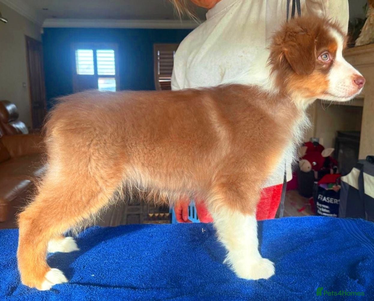 Australian Shepherd dogs Fully health tested KC registered Aussie shepherd - Advert 6