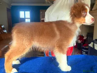 Australian Shepherd dogs Fully health tested KC registered Aussie shepherd - Advert 9