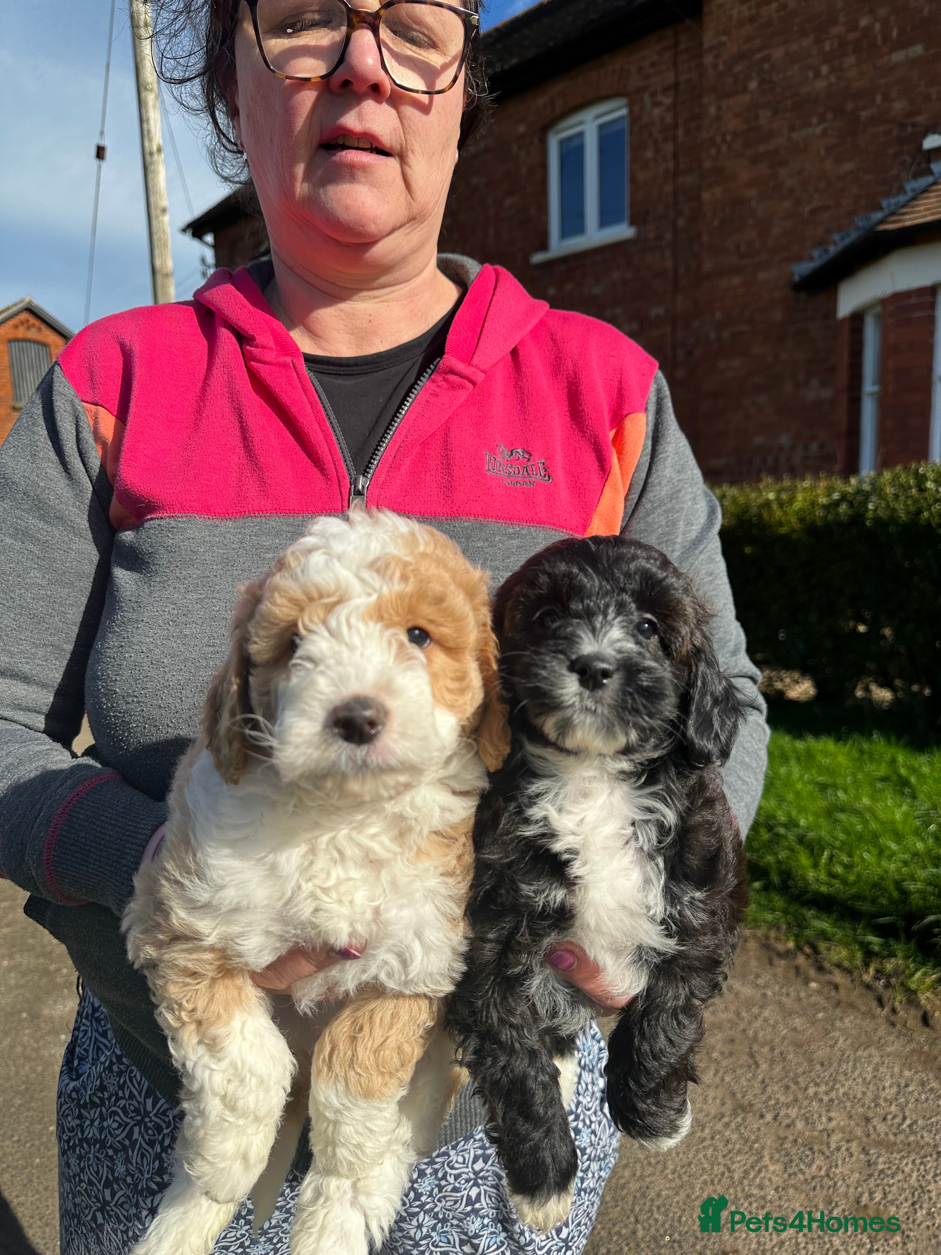 Bordoodle dogs Quality Miniature F1b Bordoodles  - Advert 11