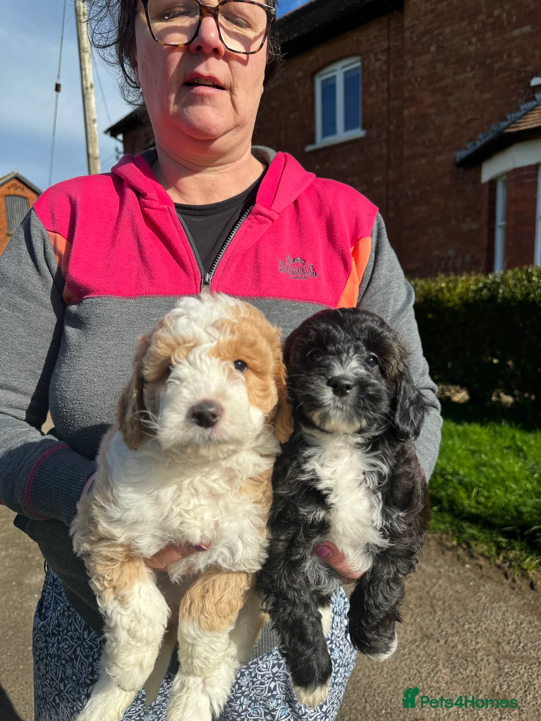 Bordoodle dogs for sale: Quality Miniature F1b Bordoodles  - Advert 1
