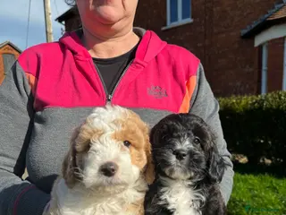 Bordoodle dogs Quality Miniature F1b Bordoodles - Advert 12