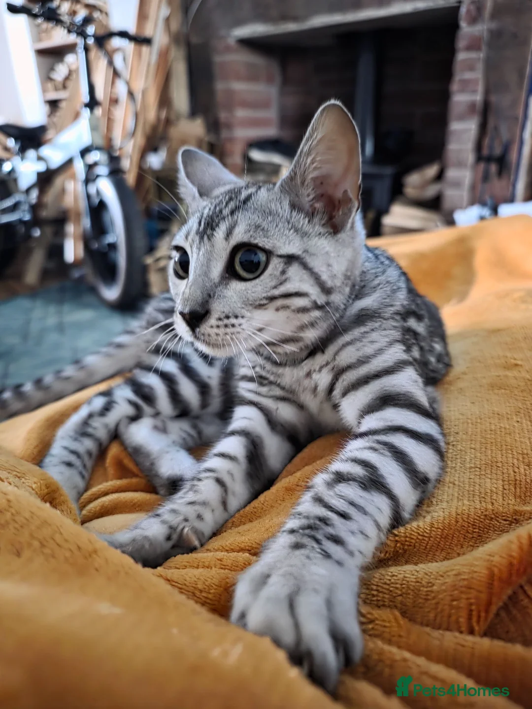 Bengal cats for sale: Female bengal  in Frizington - Advert 1