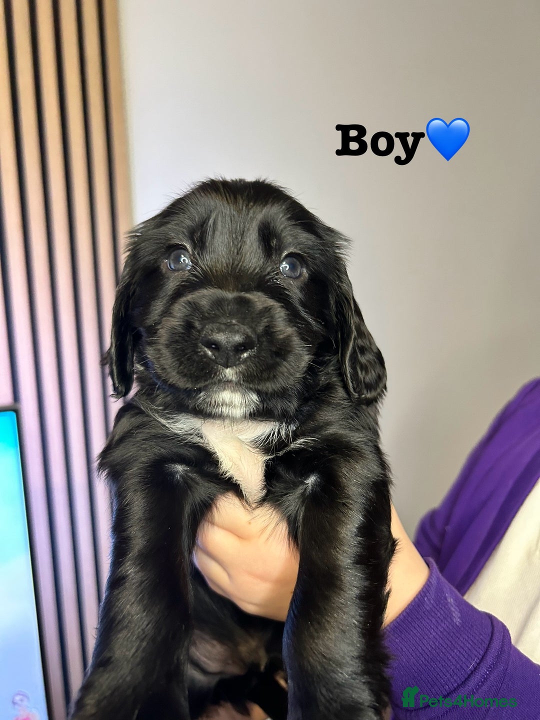 Sprocker dogs for sale: 3 Beautiful sprocker puppies - Advert 3