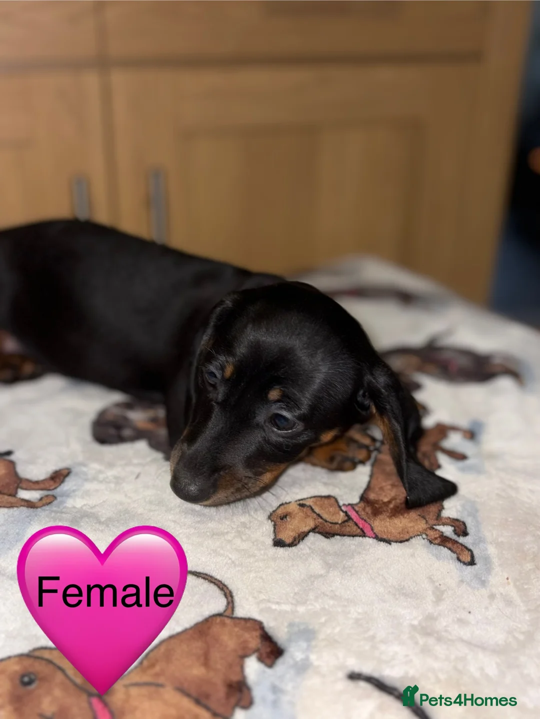 Miniature Dachshund dogs for sale: Stunning Black and Tan smooth fur dachshund pups - Advert 15